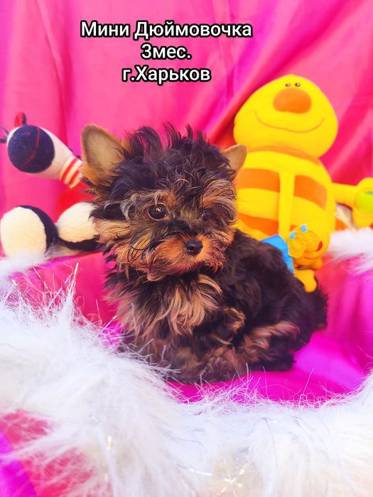 Кукольная Йорочка.МиниПушка