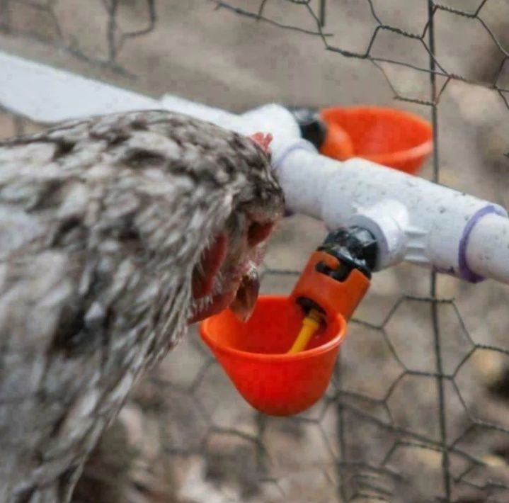 Bebedouros automáticos para aves