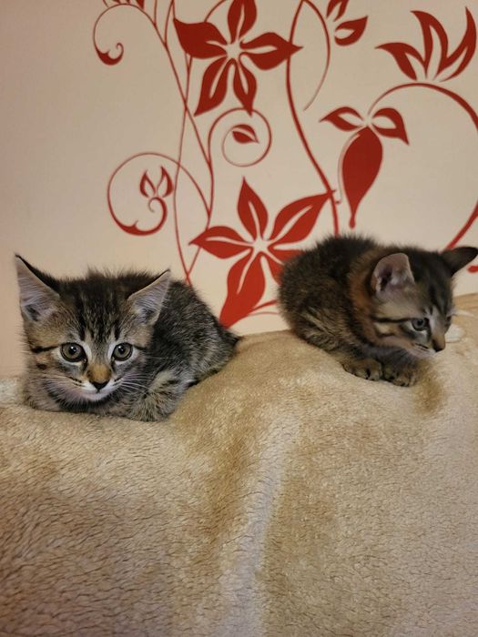 Kocięta 2,5 miesięczne