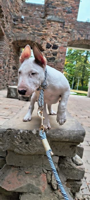 Super chłopiec bulterier miniaturowy