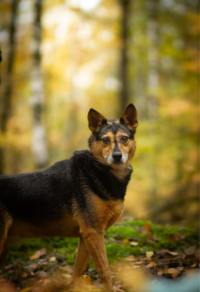 Kochana Miranda do adopcji! Za darmo