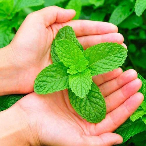 Мята , разные  сорта , мелисса