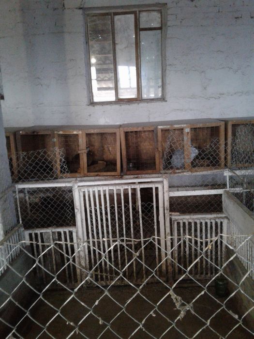 Продам отдельностоящую животноводческую ферму в Криворожском районе