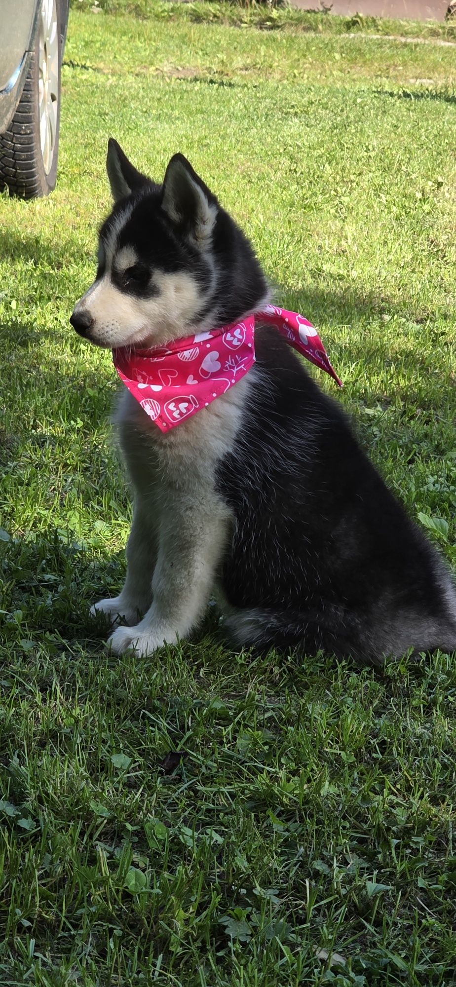 Siberian Husky- cudowna Belinka!