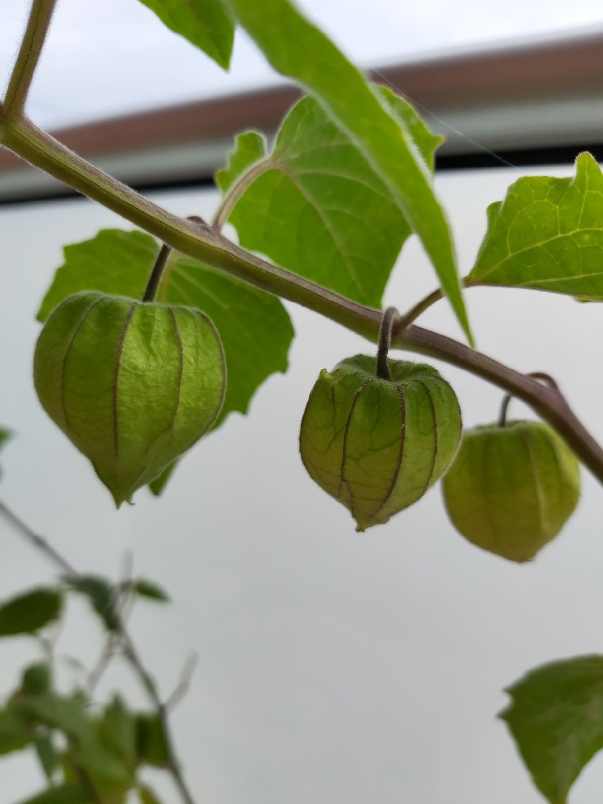 Fisalis em vaso - Physalis