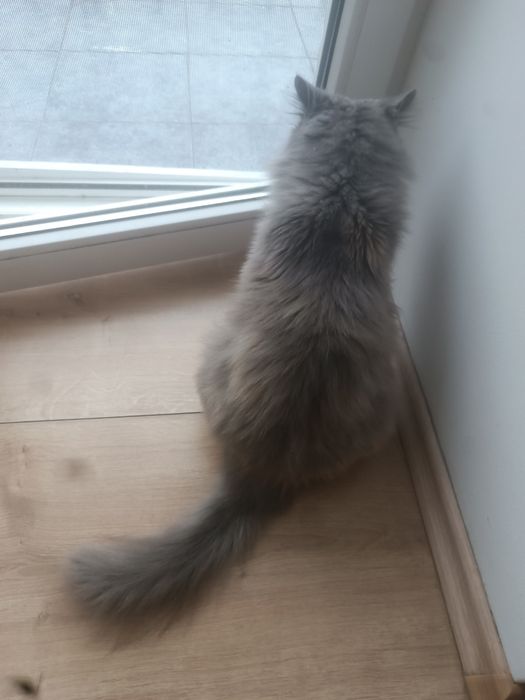 Дейзи 2 года ищет любовь