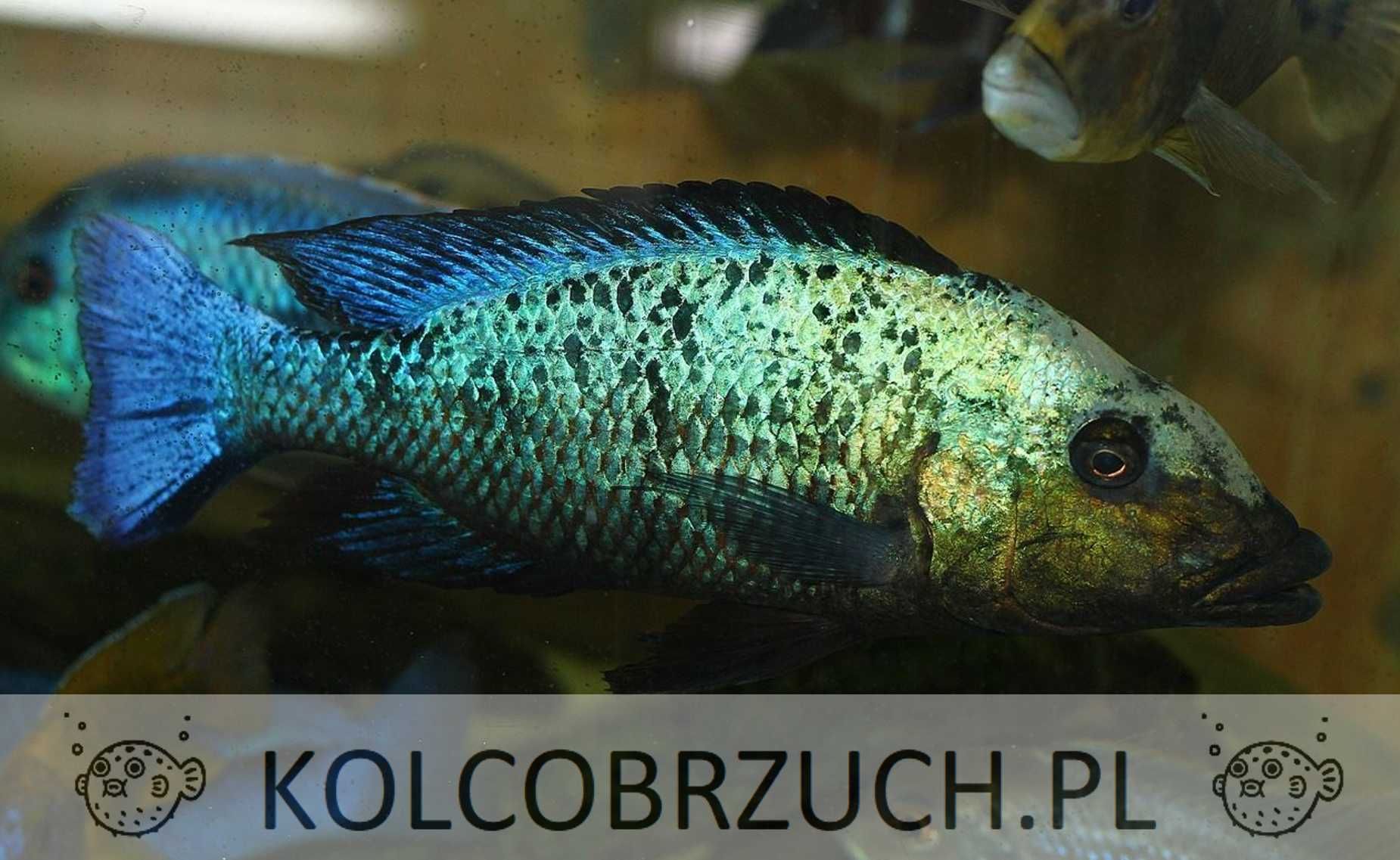 Fossorochromis rostratus - dowozimy, wysyłamy