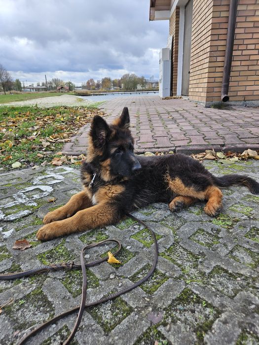 Owczarek Niemiecki Długowłosy