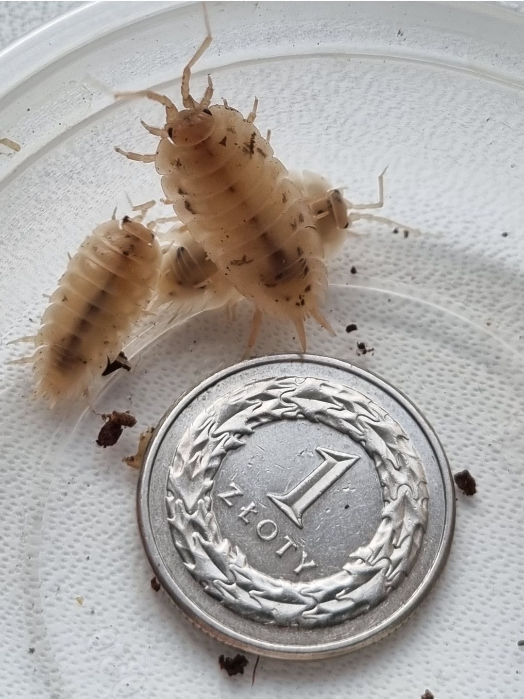 50 sztuk Porcellio laevis "White" Prosionki Isopody Ekipa sprzatajaca