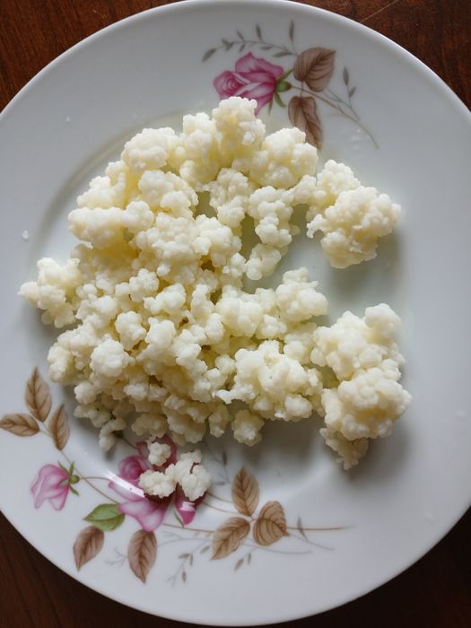 ¹Grzybek tybetański (ziarna kefirowe) ¹