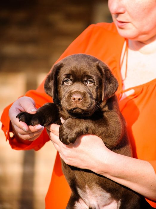 Лабрадор щеня мiсто Чернiвцi