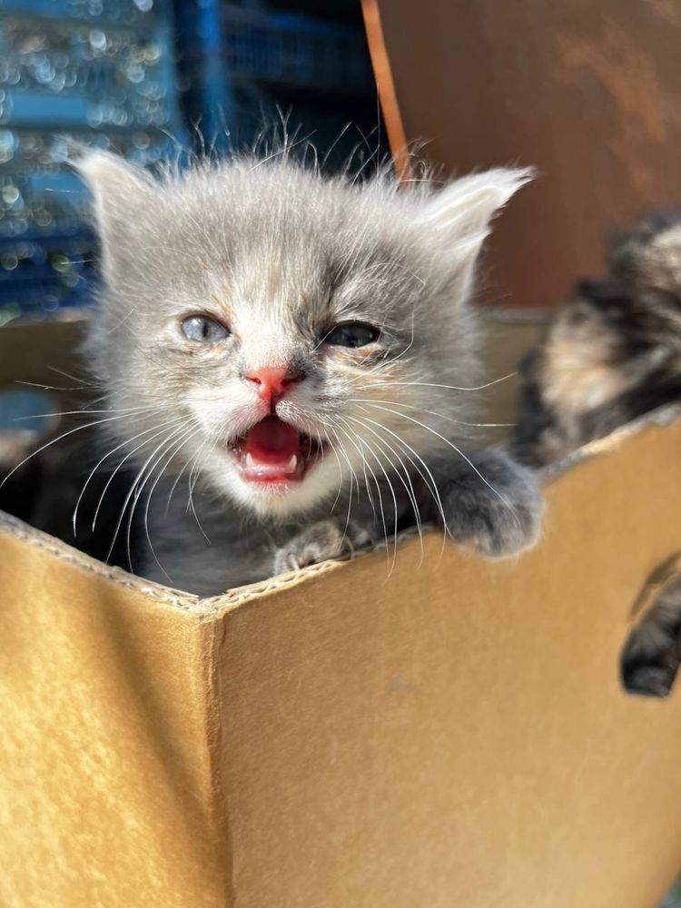 Котенок девочка 1 месяц
