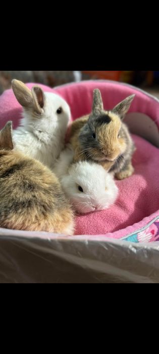 Супер мини и стандарт кролики