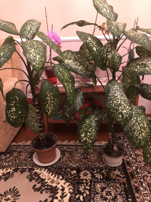 Кімнатні рослини