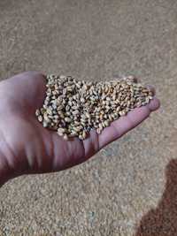 Продам зерно пшеницю по 4.50 любий обʼєм