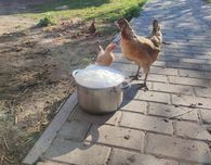 Півник молоденький легбар,ухеїлюй