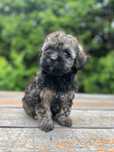 Maltipoo suczka.