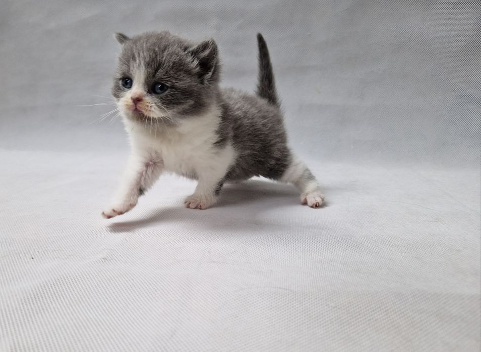 Kocurek, rodowód FiFe FPL.  Odbiór Grudzień. .