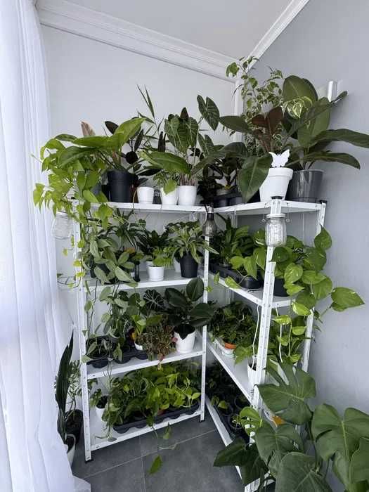 Монстера Мініма, Рафідофора, Monstera Minima, Rhaphidophora