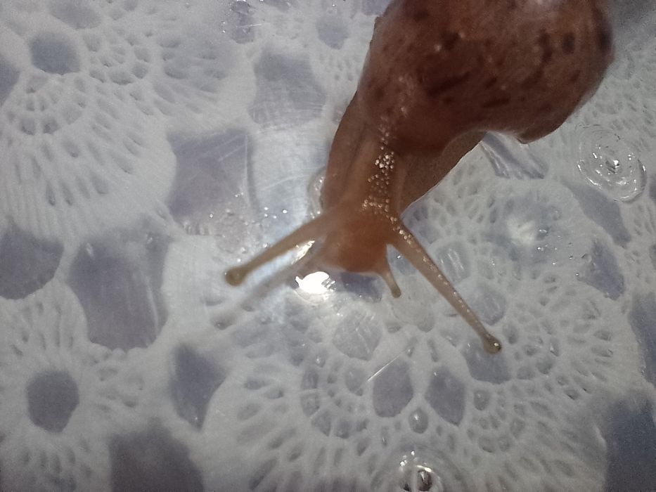 Улитки Ахатины коричневые и белые