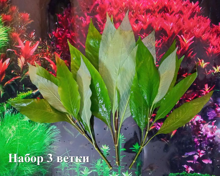 Продам Лимонник! Красивое, простое, аквариумное растение.