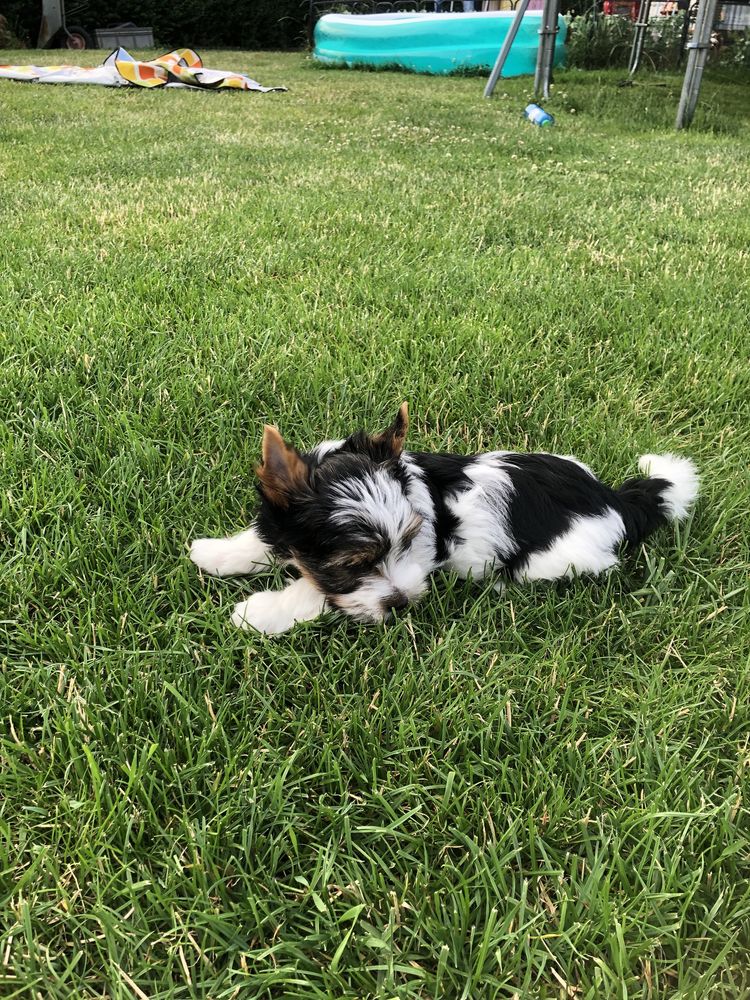 Yorkshre Terrier Biewer