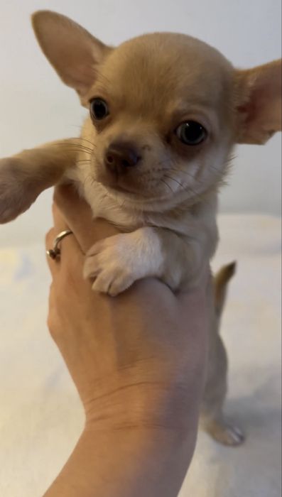 Chihuahua piesek