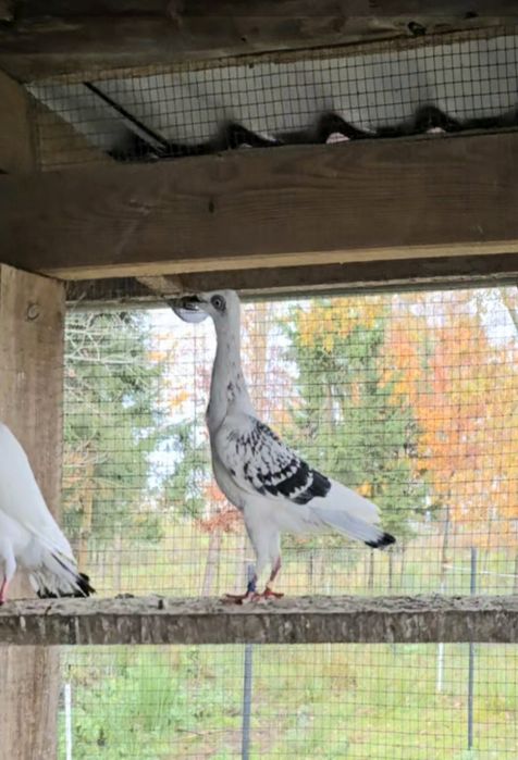 Srebrniaki Jarzębiate pasiate gładkie