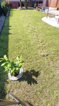 Pielęgnacja/zakładanie ogrodu, wertykulacja trawników,prace ogrodnicze