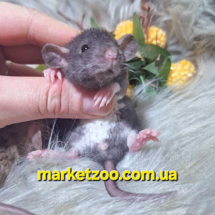 Дівчинка Дамбо Рекс – жива копія Міккі Мауса!