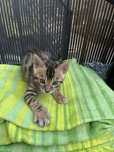 Kotki racy bengal