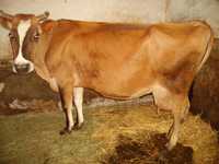 krowa cielak byk