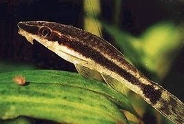 Otosek, Sklep akwarystyczny AKWAREKS Kraków