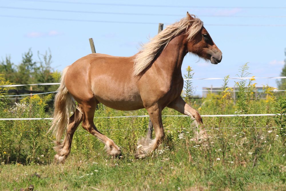 klacz silver bay - GYPSY/IRISH COB (nie tinker)