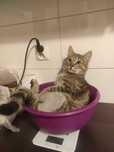 Kot do adopcji. Oddam.