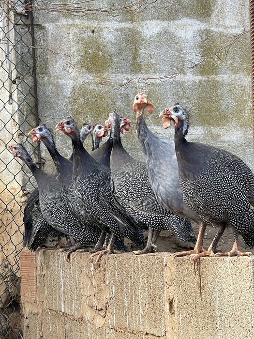 Fracas gigantes sem asa amputada