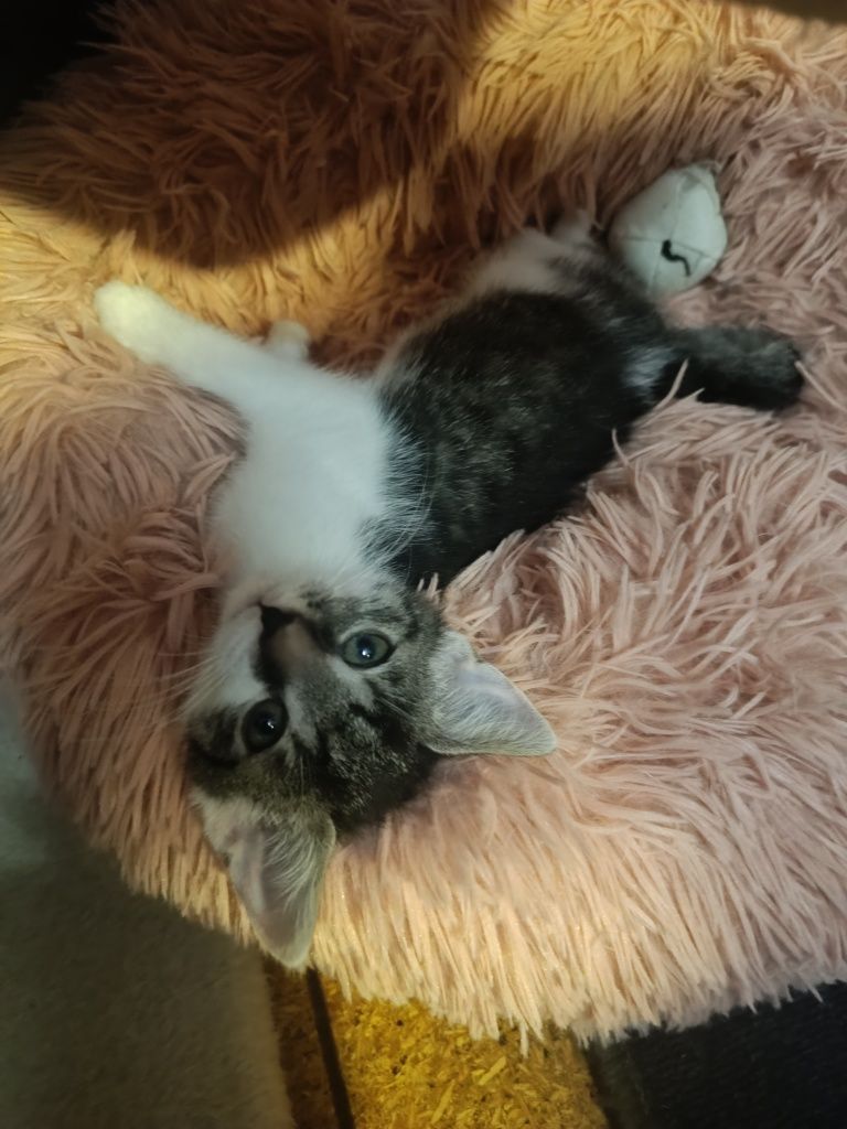 Tiffu i Zuri kotki do adopcji
