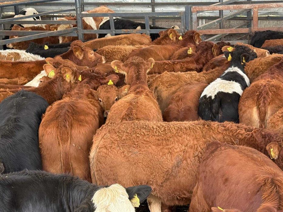 Jałowki limousine i mieszance