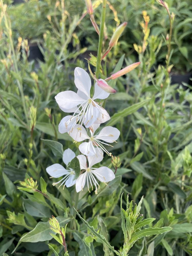 Gaura biała Sparkle white
