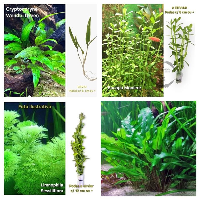 Lote 40 Plantas - 10 Espécies c/ Anubia