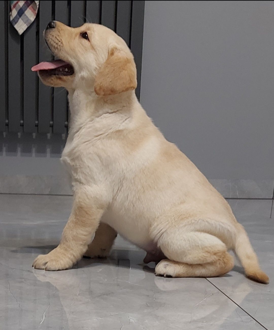 Labrador Retriever - Gotowe do odbioru