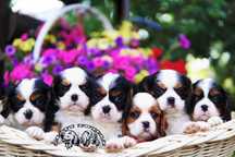 Szczeniak rasy Cavalier King Charles Spaniel