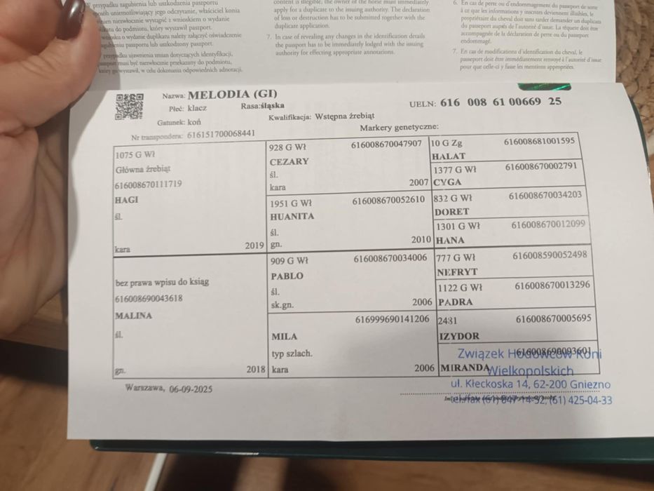 Klacz Śląska Melodia