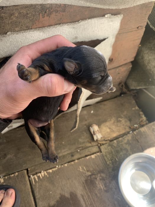 Щенки ягдтерьера