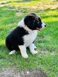 Border collie - cudowna Cleo