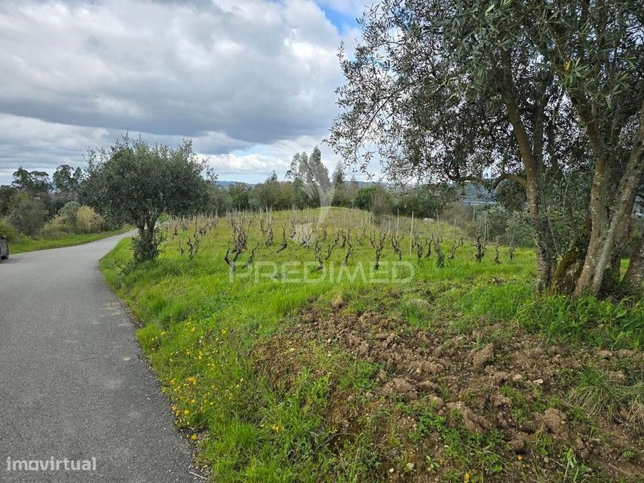 Terreno Rústico Vinha Vale Cabras Almalaguês Coimbra