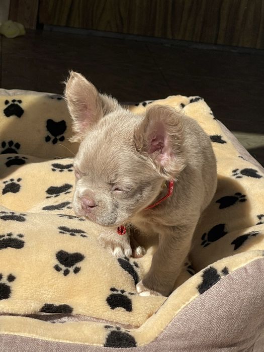 Флаффи Изабелла и нью шейд Изабелла французы шоу класс