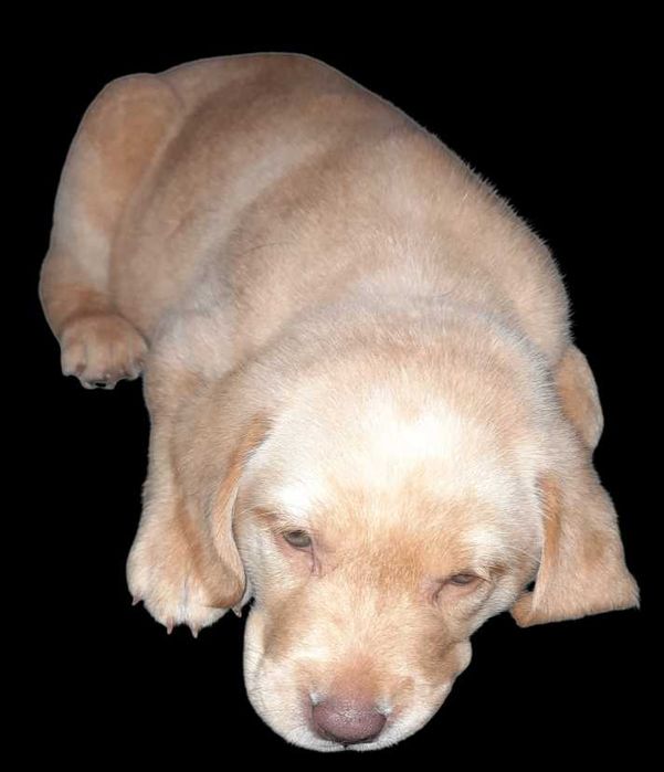 Labrador szczeniak suka biszkoptowa