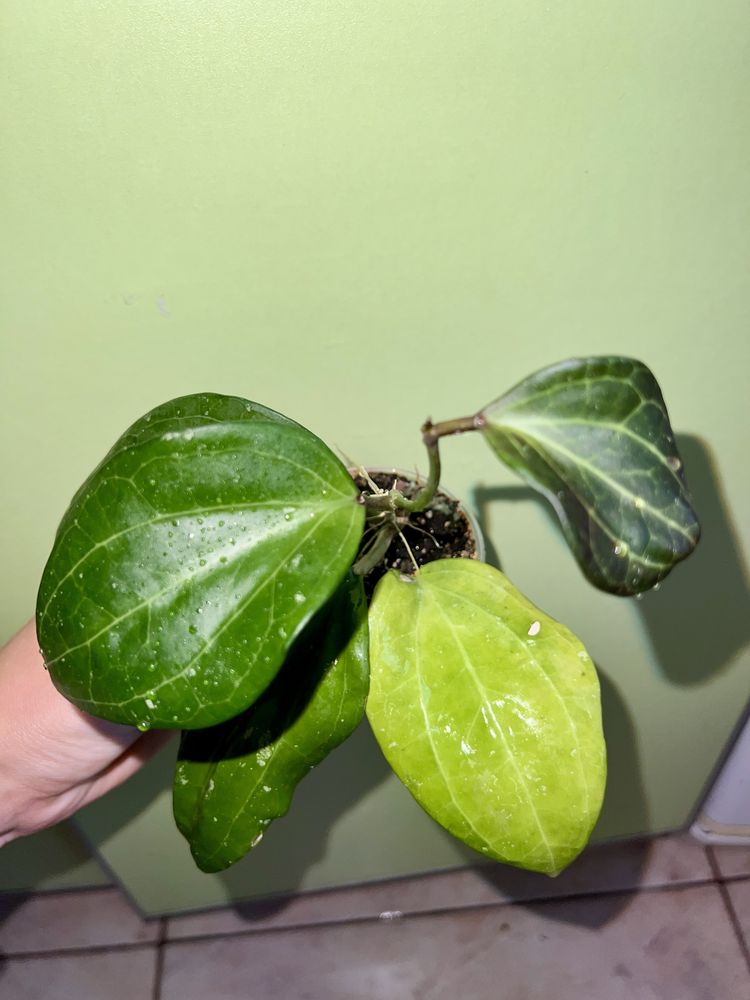 hoya sarawak pink/хоя Саравак Пінк, Kroniana Black Leaves