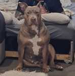American bully suka